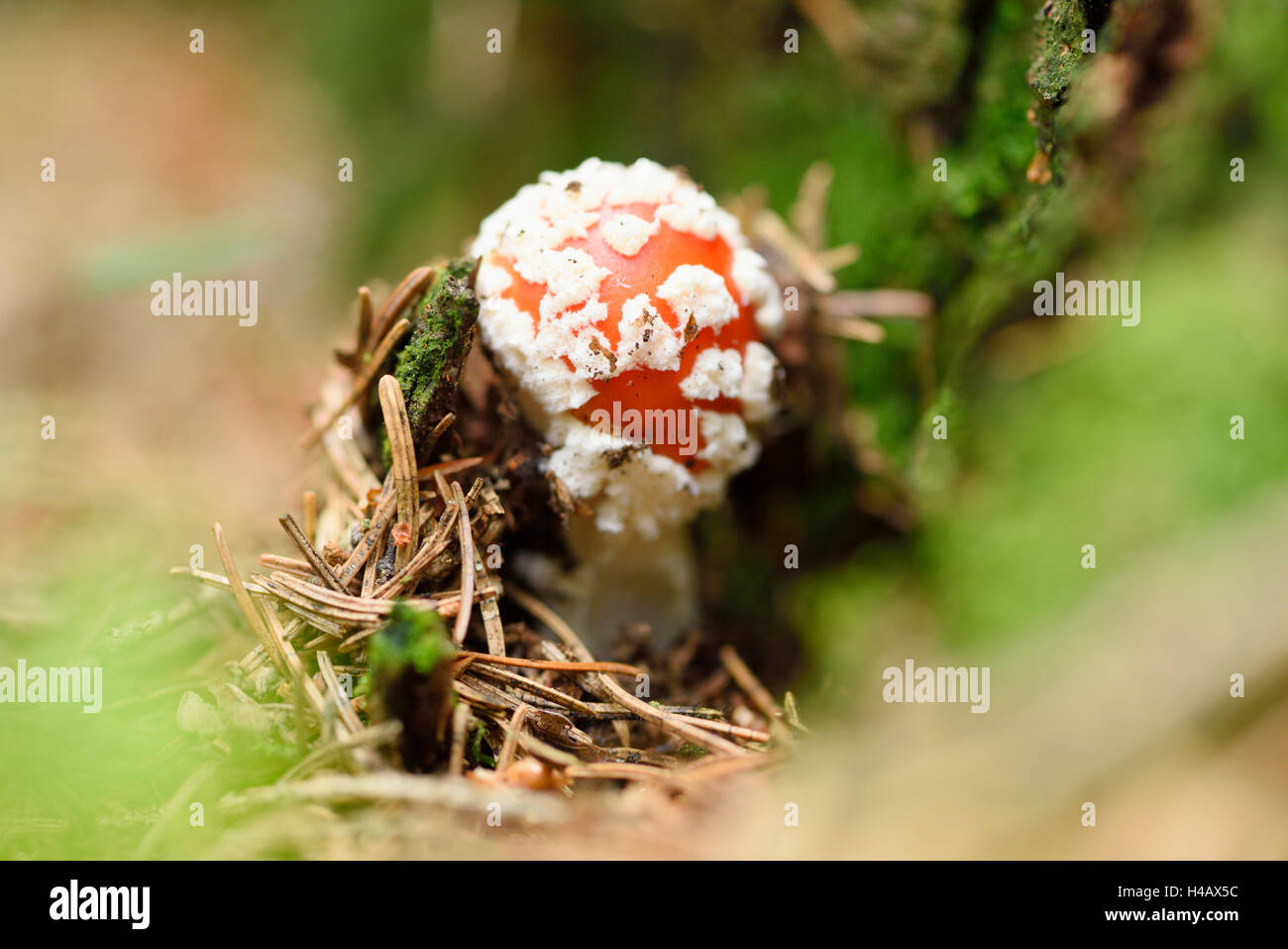 Fly Agaric, Amanita Muscaria, Pilz, Wald, Herbst Stockfoto