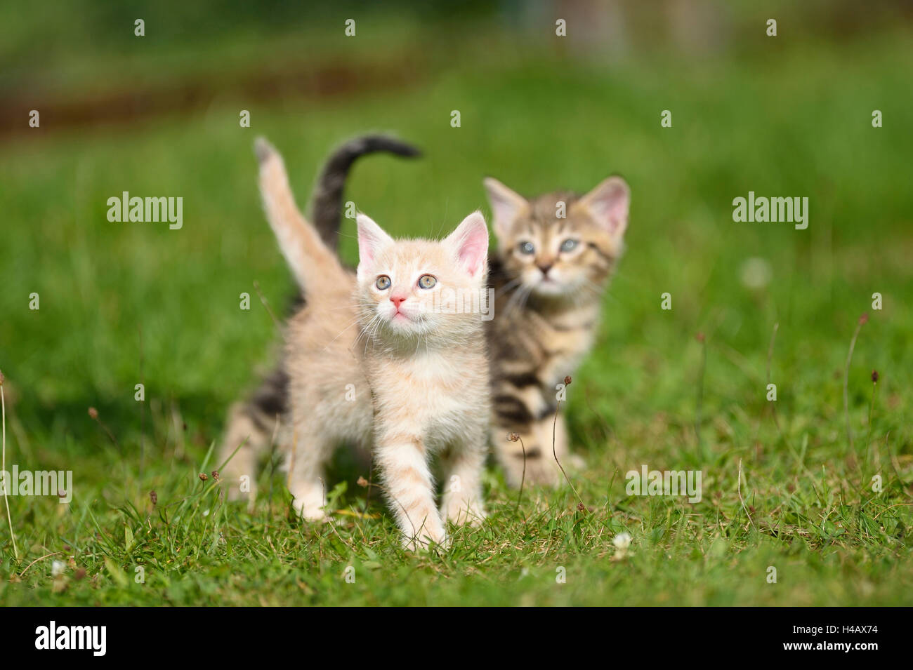 Haus Katzen, Felis Silvestris Catus, Jungtiere, Wiese, Seitenansicht, stehen, Blick in die Kamera Stockfoto