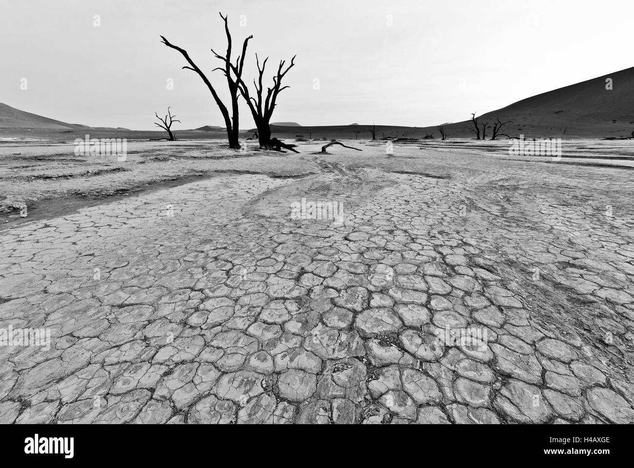 Doodvlei bei Sossusvlei in Namibia - ein trockenes Flussbett mit toten Bäumen, rissig Schlamm in Schwarz und Weiß die vermittelt einen Eindruck der Verwüstung Stockfoto