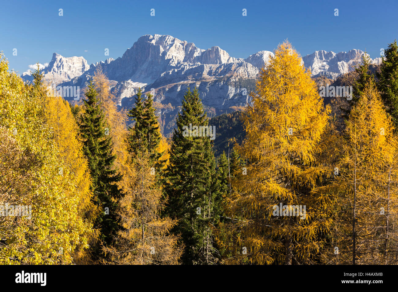 Cima Pape o Sanson, Valle di Valles, Lärchen, Veneto, Dolomiten, Italien Stockfoto