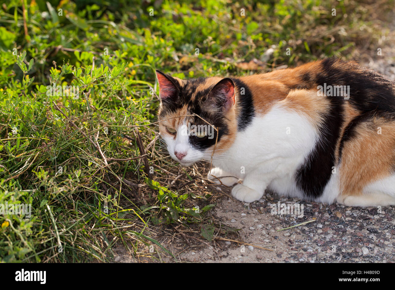 dreifarbige Katze riechen den Rasen Stockfoto