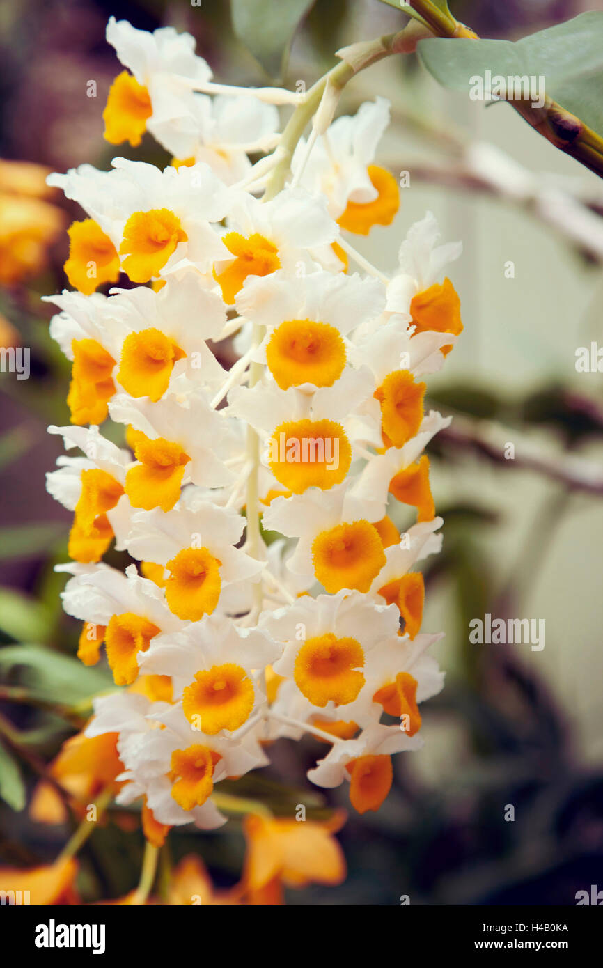 Blumen, Pflanzen, Orchideen, flora Stockfoto