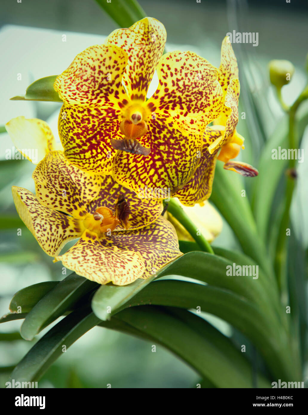 Blumen, Pflanzen, Orchideen, flora Stockfoto