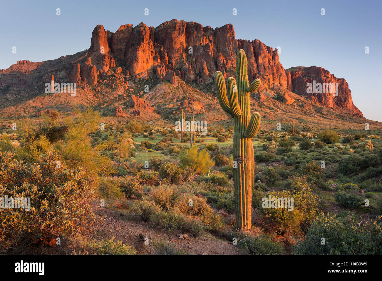 Carnegiea Gigantea, Saguaro Kakteen, hieroglyphisch Trail, Lost Dutchman State Park, Arizona, USA Stockfoto