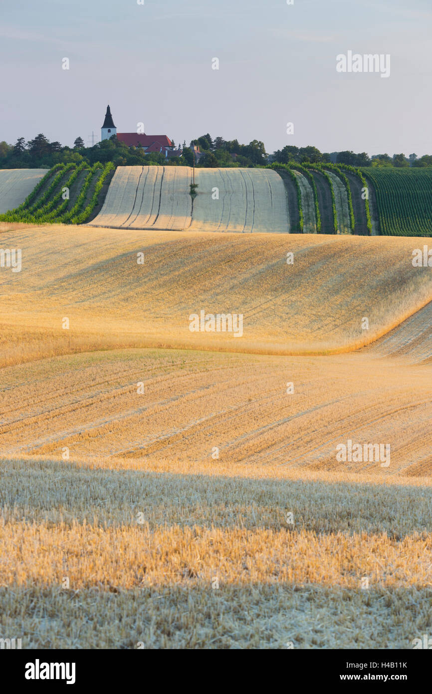 Felder in der Nähe von Angern ein der März, Marchfeld, Niederösterreich, Österreich Stockfoto