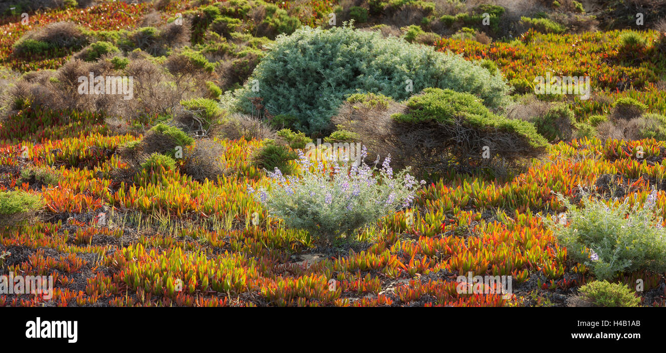 Vegetation, Big Sur, Cabrillo Highway 1, Kalifornien, USA Stockfoto