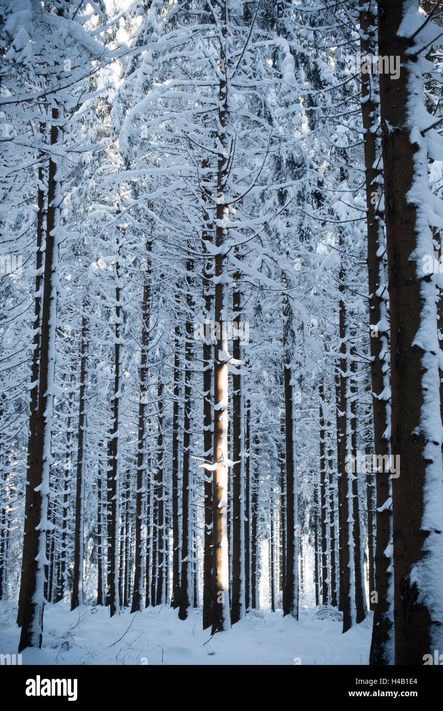 Fichten Holz Abfall Wald im Schnee Stockfoto