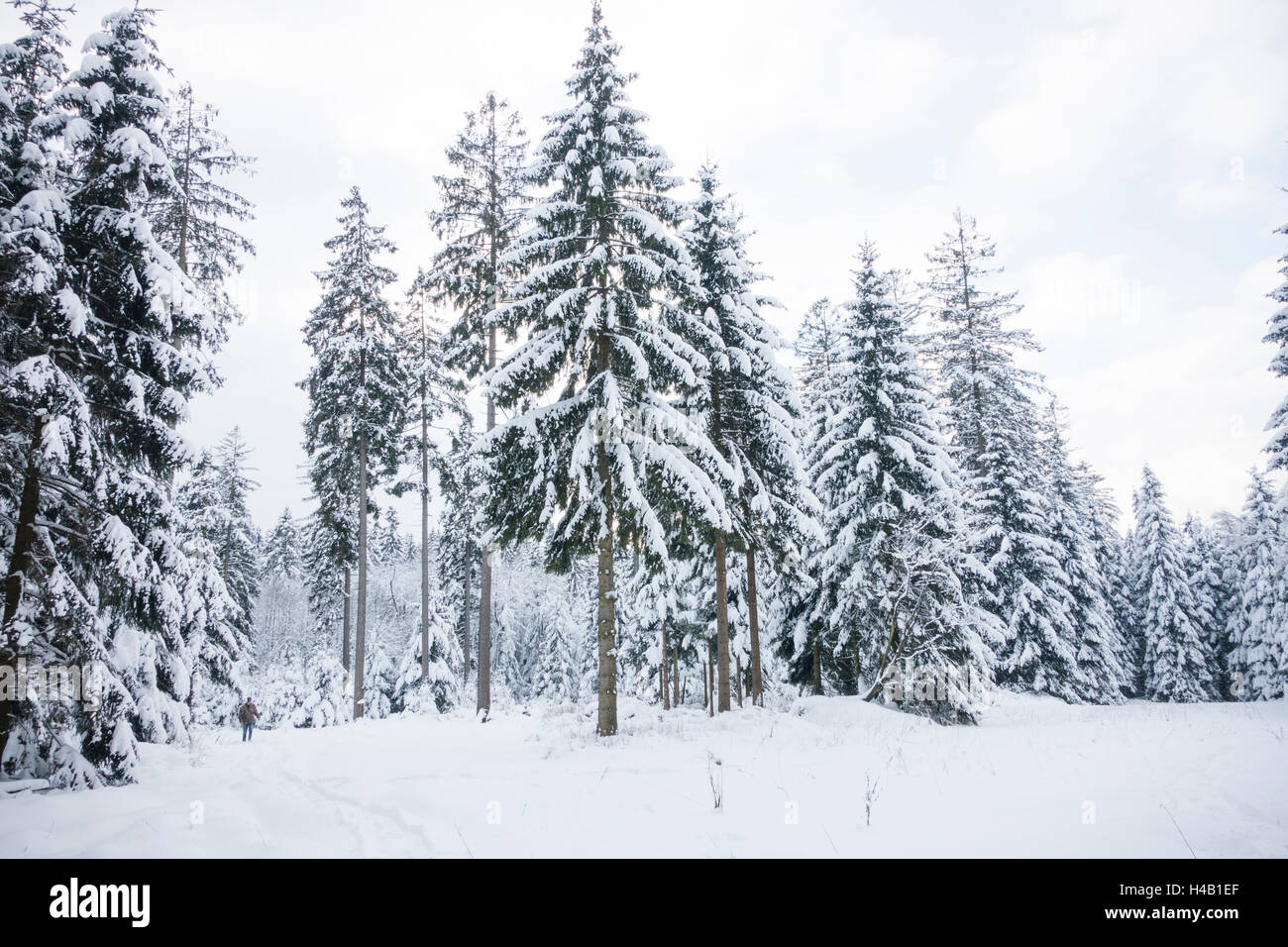 Tannenwald im Schnee mit Mann Stockfoto