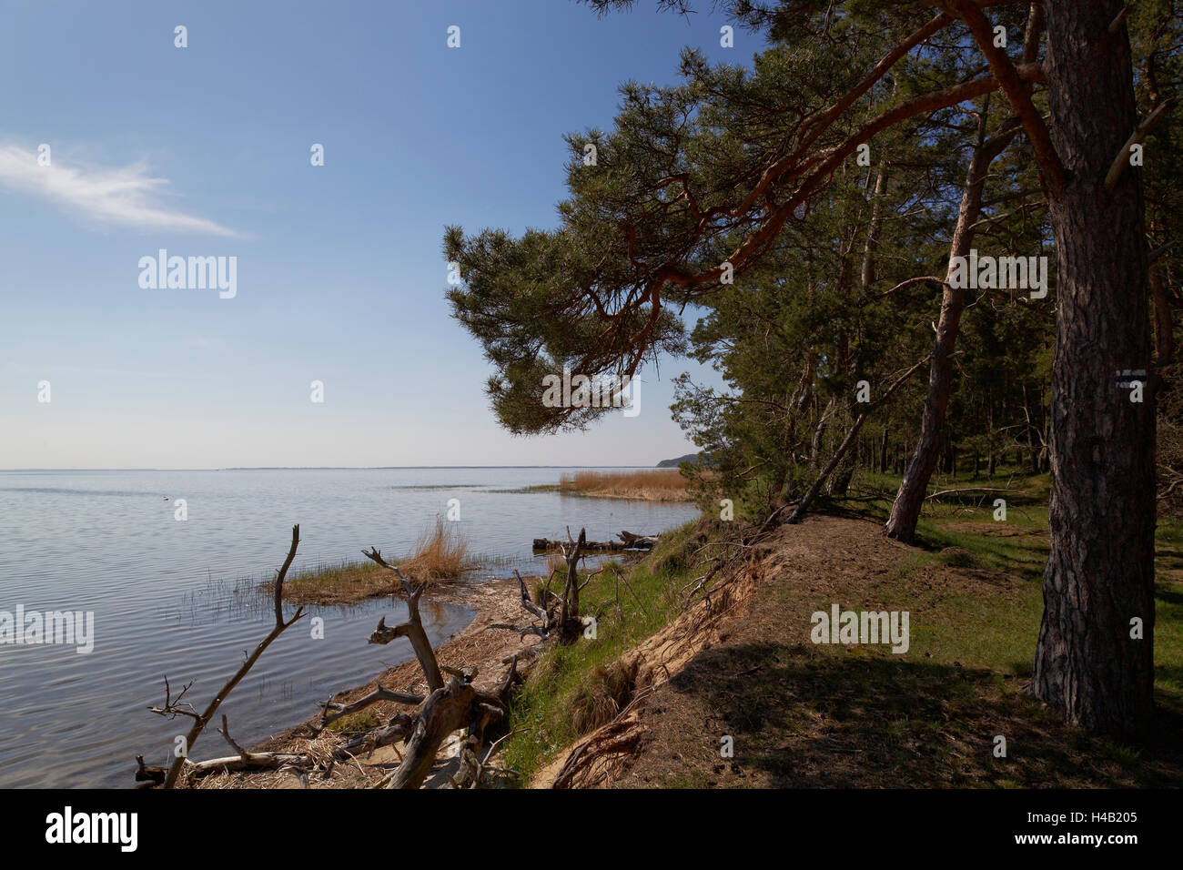 Küstengebiet an der Lagune von Stettin im Nationalpark Wolin in der Nähe des Ortes Karzig, Insel Wolin, Woiwodschaft Westpommern, Polen Stockfoto