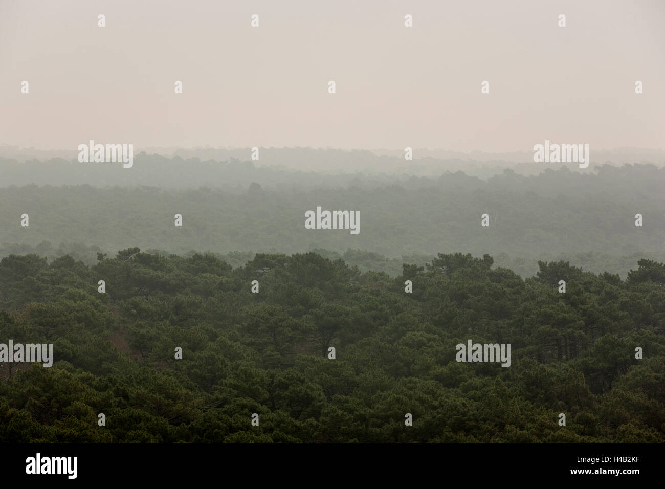 Pinienwälder in Aquitanien, Frankreich Stockfoto