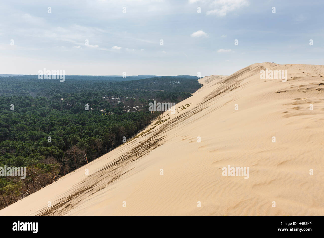 Driften Sanddüne und Pinienwald, Dune du Pilat, Aquitaine, Frankreich Stockfoto