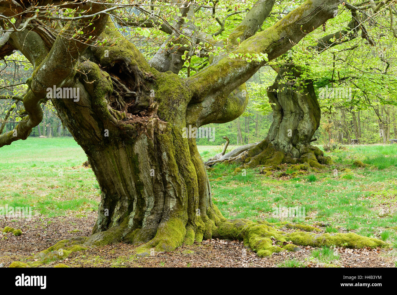 Knorrigen alten buchen in einem ehemaligen pastorale Wald im zeitigen Frühjahr, Kellerwald, Hessen, Deutschland Stockfoto