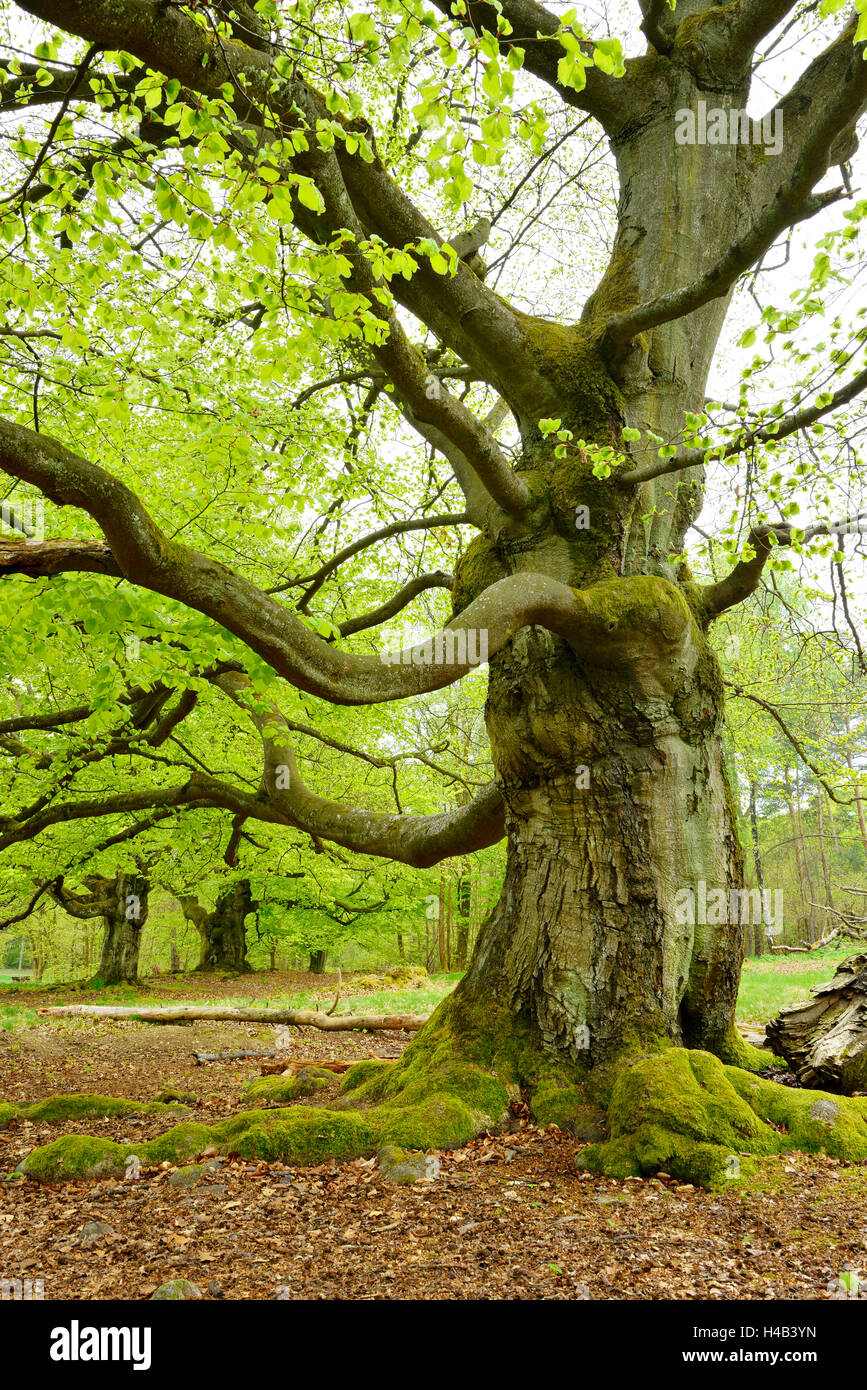 Knorrigen alten buchen in einem ehemaligen pastorale Wald im zeitigen Frühjahr, Kellerwald, Hessen, Deutschland Stockfoto
