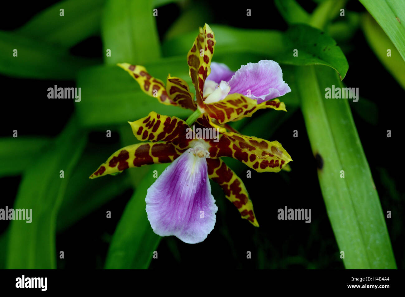 Orchideen blühen Miltonia Clowesii, Stockfoto