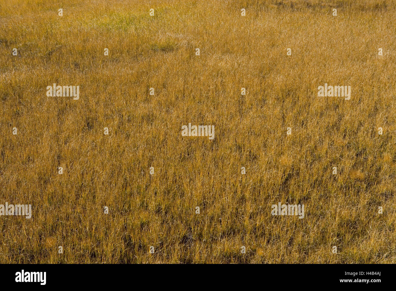 Marsh Wiese, Moore, Schilf Grass, Stockfoto