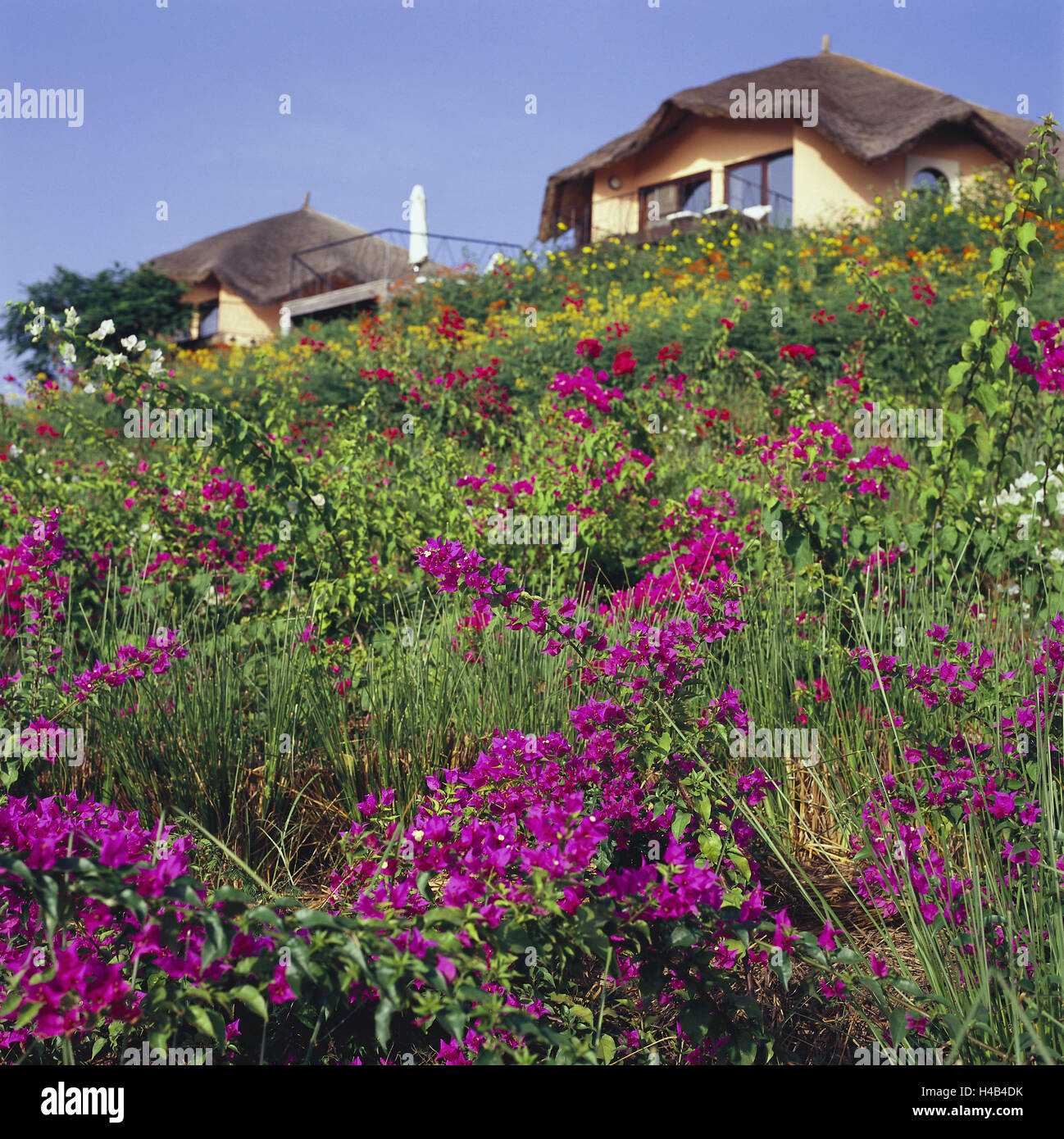 Senegal, zu Bass Casamance, Cap Skirring, Hotel, "Residenzen Les Alizes", Blumen, Afrika, West Afrika, weniger Casamance, Neigung, Vegetation, Pflanzen, Blüten, Bougainvilleas, Stockfoto