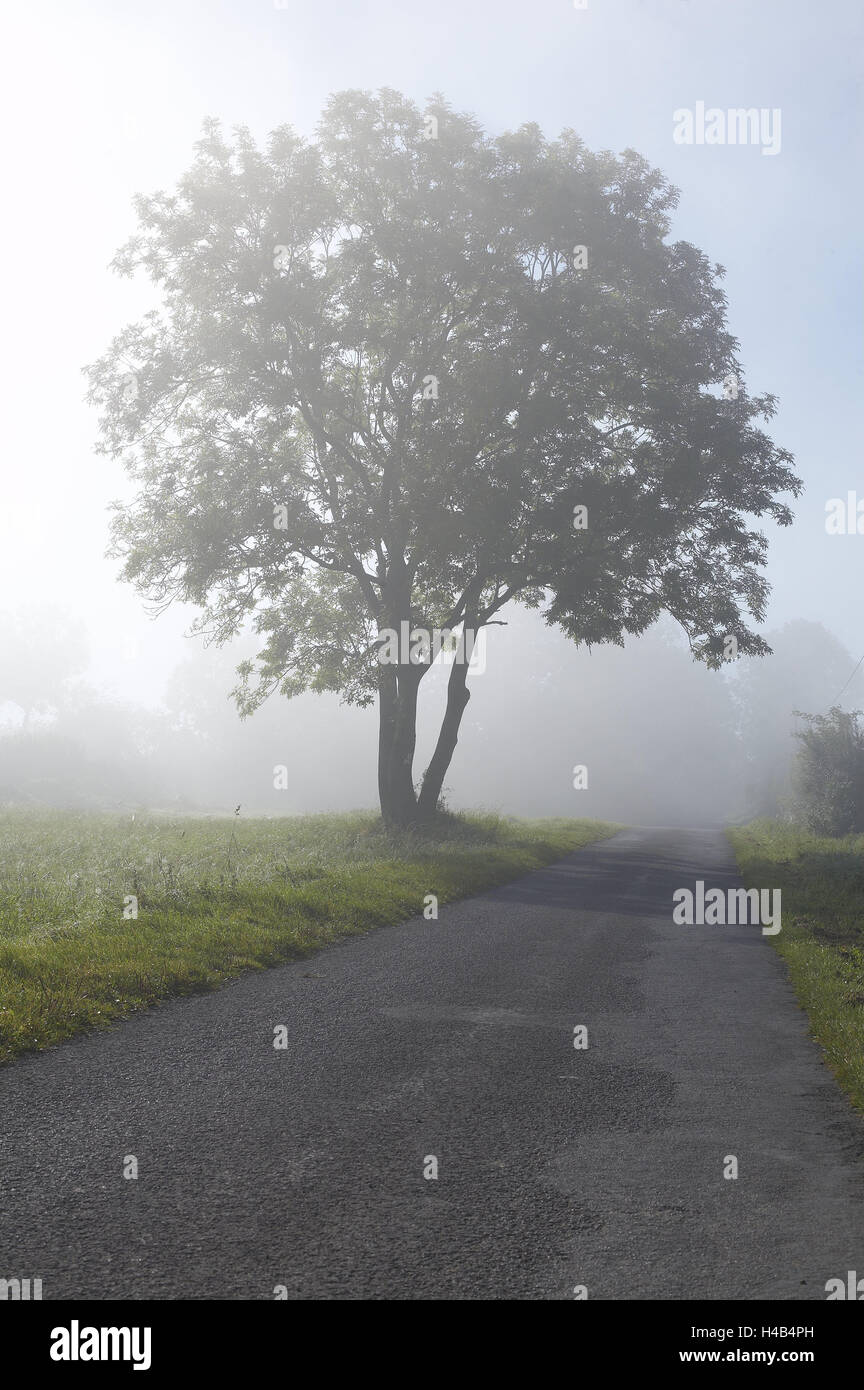 Landstraße, breitblättrigen Baum, Nebel, Morgen, Stockfoto