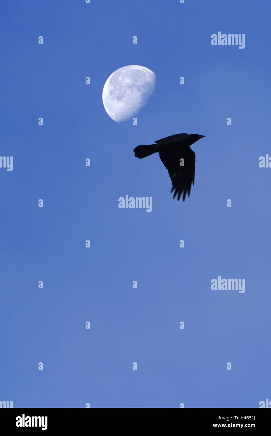 Vogel, Krähe, Flug, Kontur, in der Nacht, Mond, Stockfoto