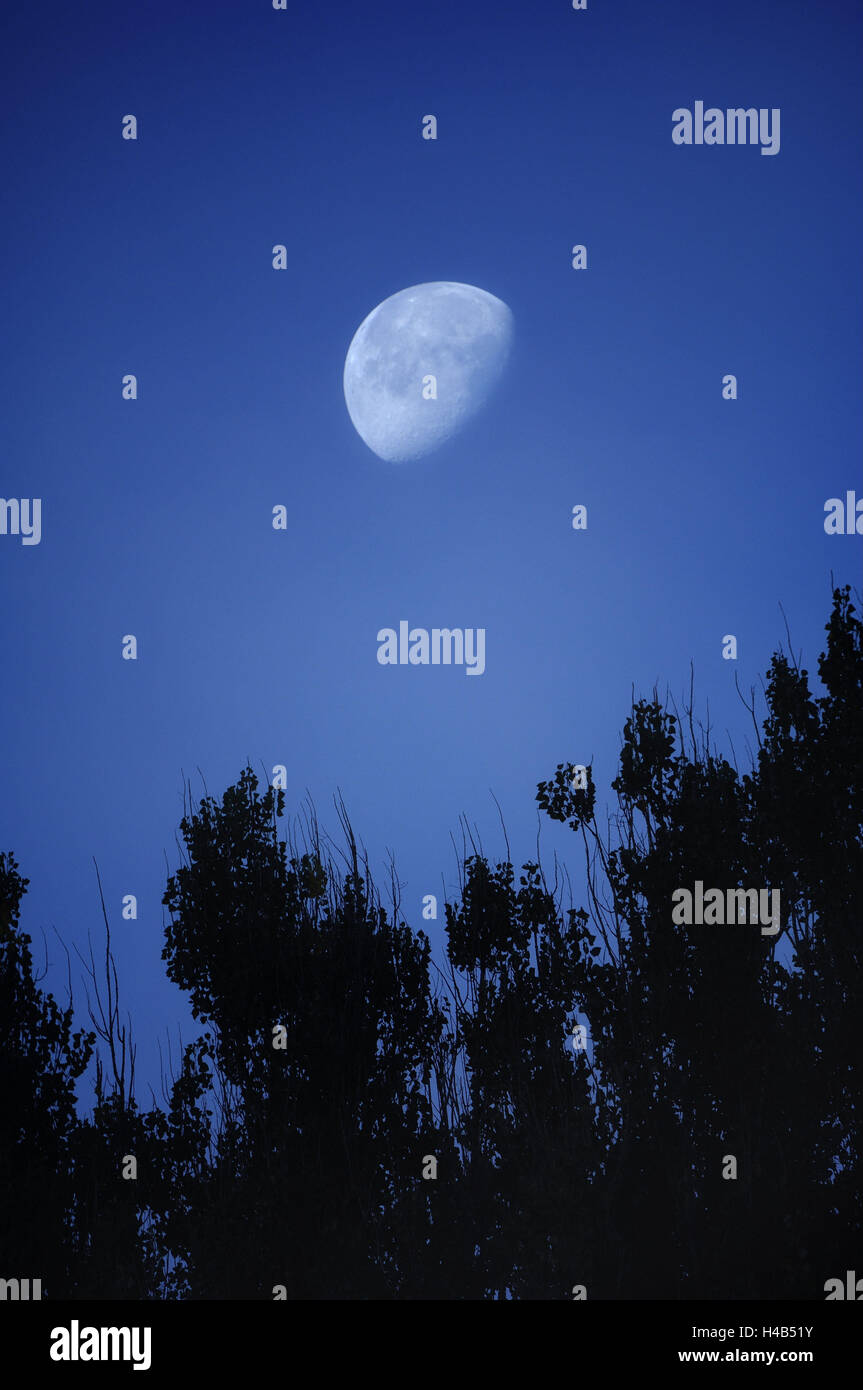 Bäume, Mond, Nacht, Stockfoto