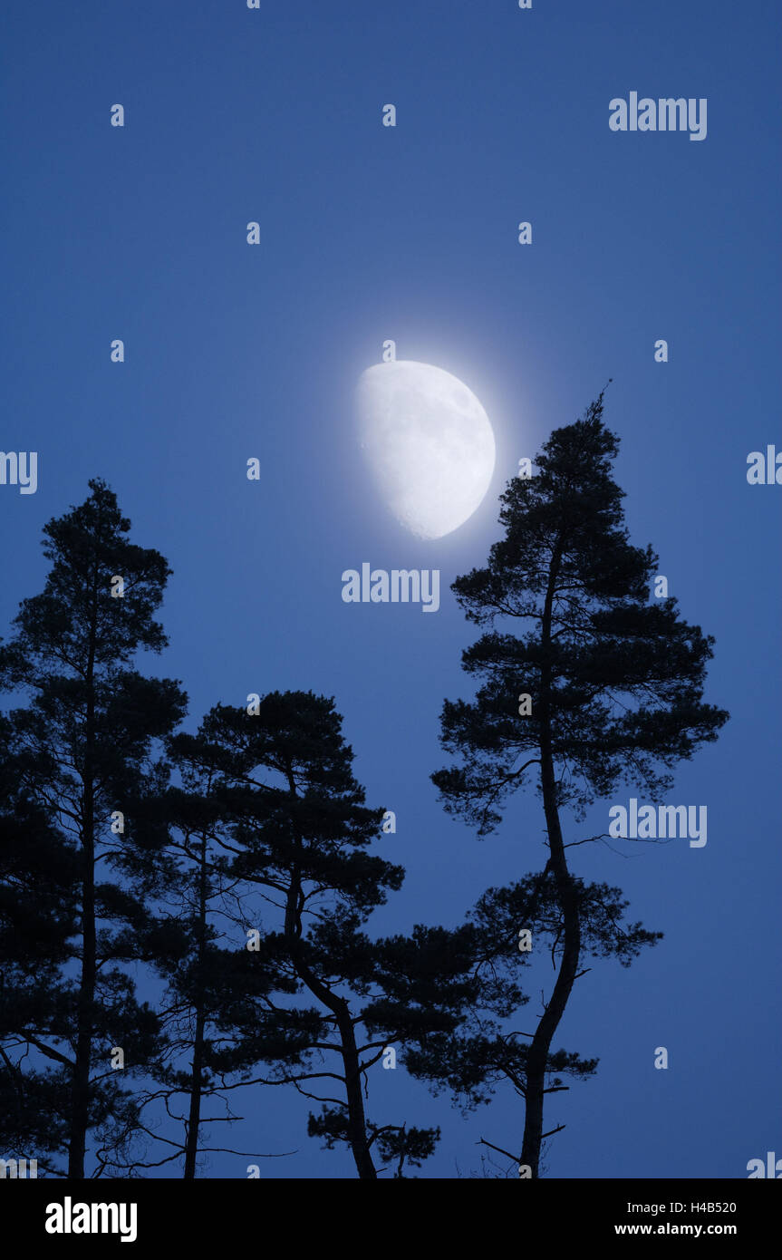 Mond, Bäume, Kiefer, Kontur, in der Nacht, Stockfoto
