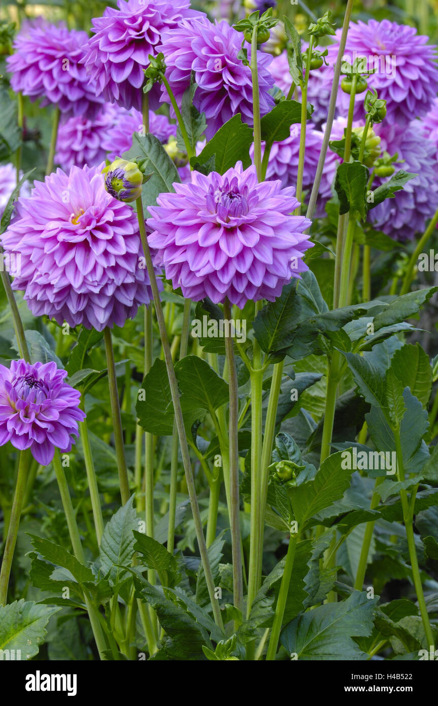 Dahlie, sortieren "Birju", Stockfoto