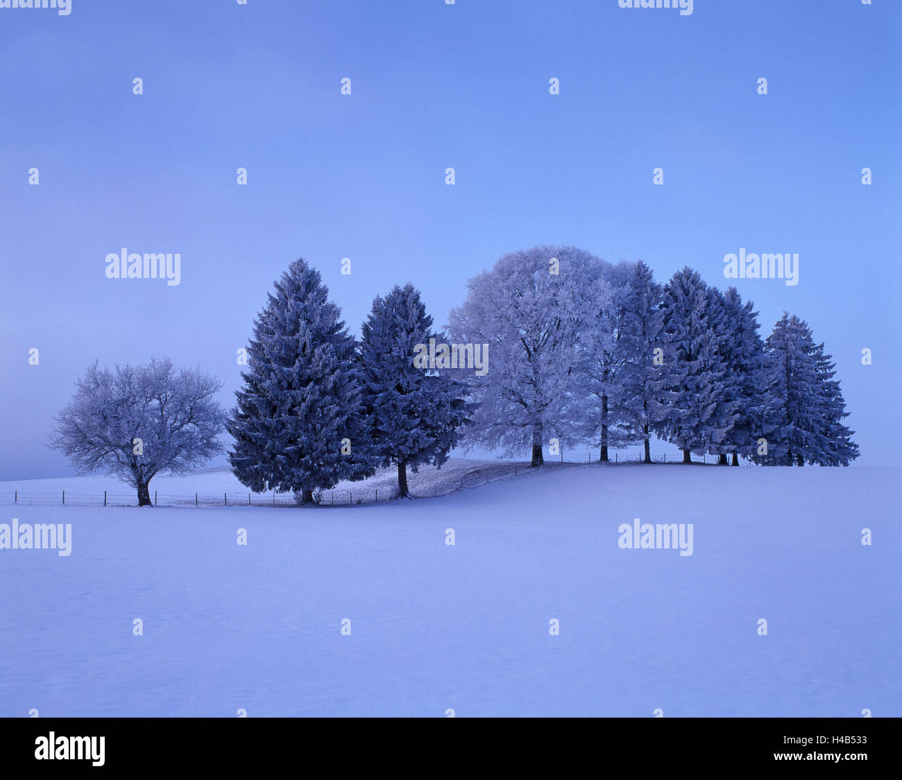 Landschaft, Bäume, Winter, Stockfoto
