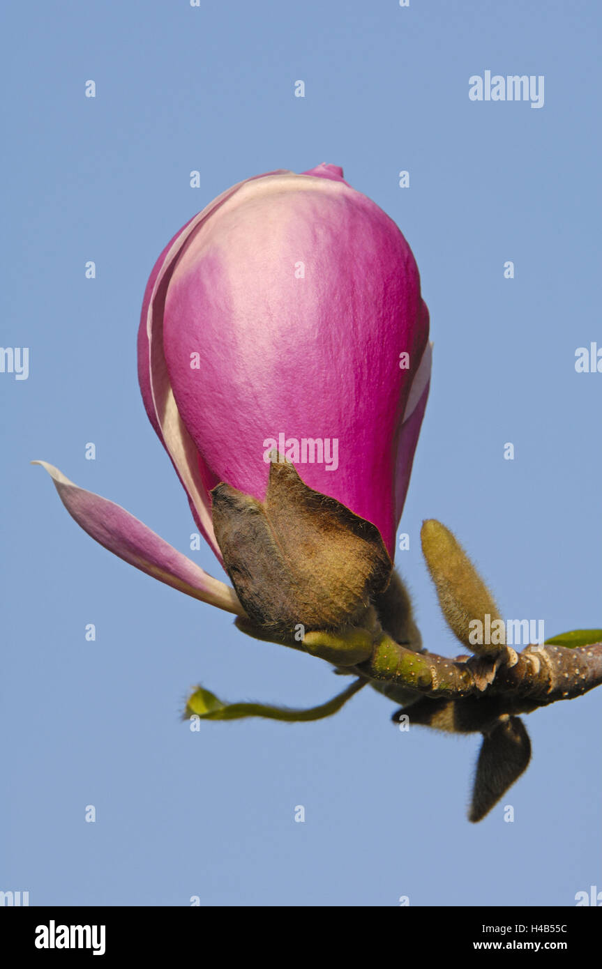 Magnolien Bluhen Hautnah Stockfotos Magnolien Bluhen Hautnah
