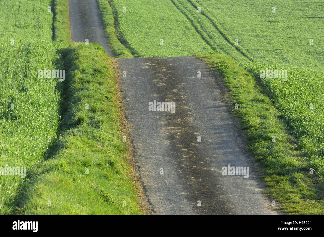 Feldweg, Getreide-Felder, Frühling, Stockfoto