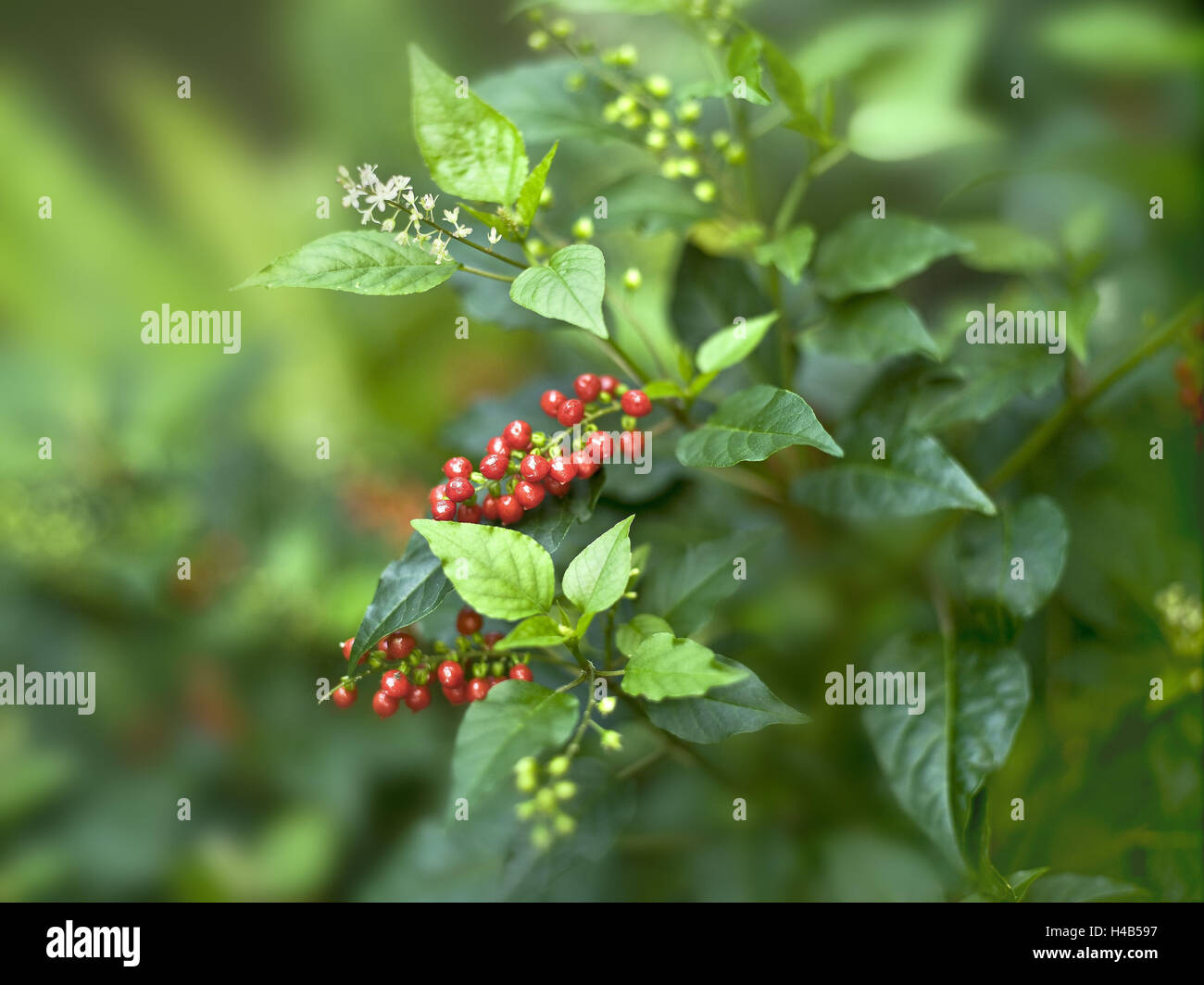 Kaffeepflanze, Kaffeekirschen, Coffea spec, mittlere close-up, Stockfoto