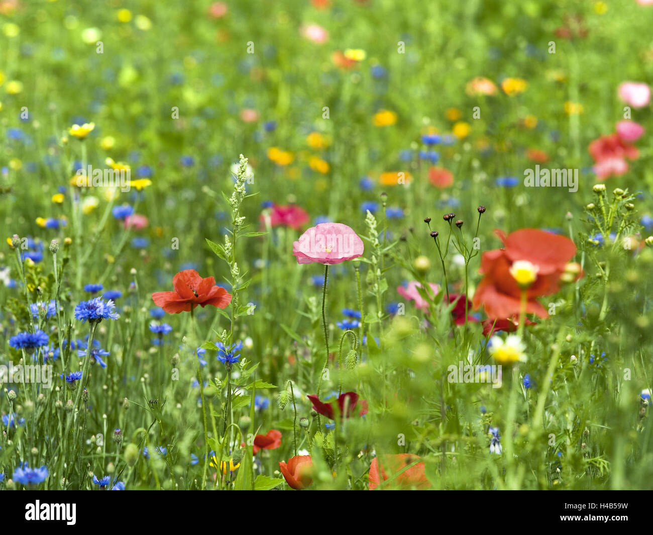 Blumenwiese, Sommer, Stockfoto