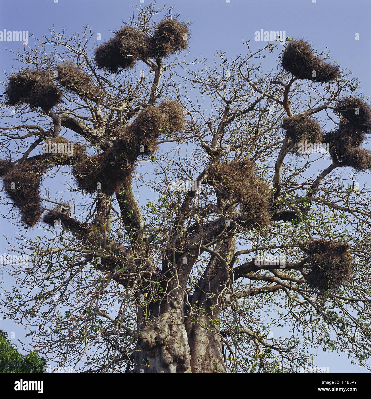 Senegal, Nähe Lac Retba, Baobabbaum, Vogelnester, Africa, West Afrika, Baum, Zweige, Nester, Nistplatz, Baobab, Natur, niemand, Himmel, Stockfoto