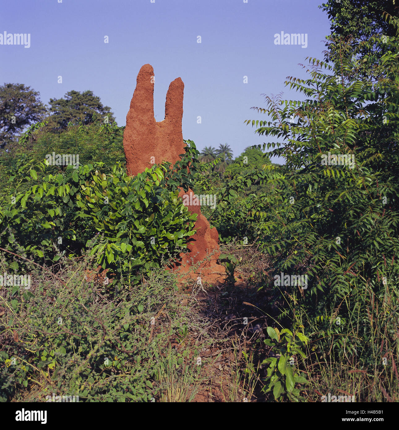 Senegal, Bass Casamance, Termitenhügel, untere Casamance, Nationalpark, Wald, Sträuchern, Termite Bau, Termitary, Termiten, Vegetation, Natur, Afrika, Afrika, West, Stockfoto