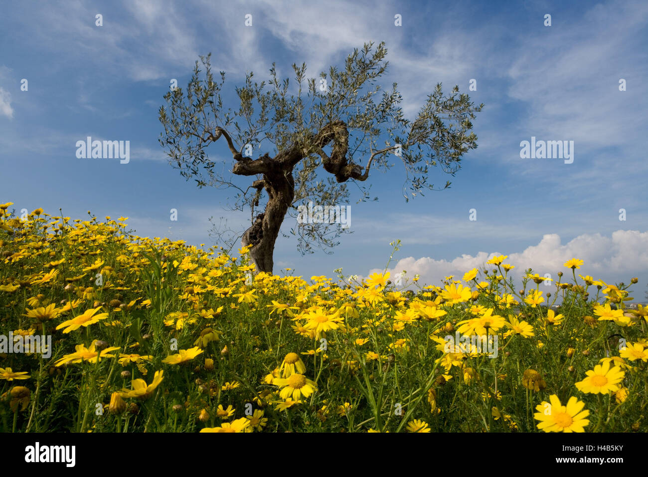 Italien, Sizilien, Blumenwiese, gelbe Oxeye Daisys, Olivenbaum, Stockfoto