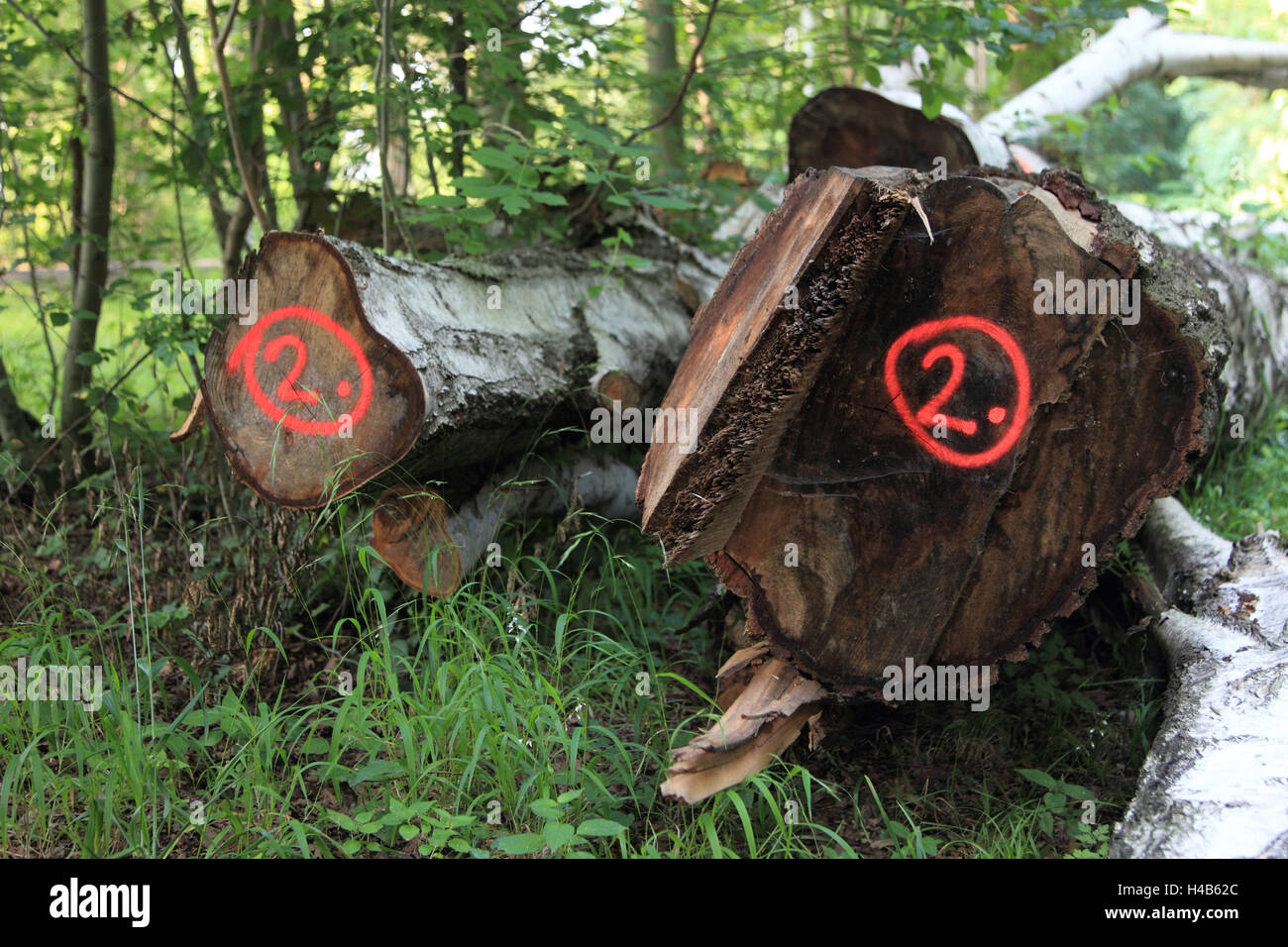 Wiese Landschaft mit gefällten Bäumen, Stockfoto