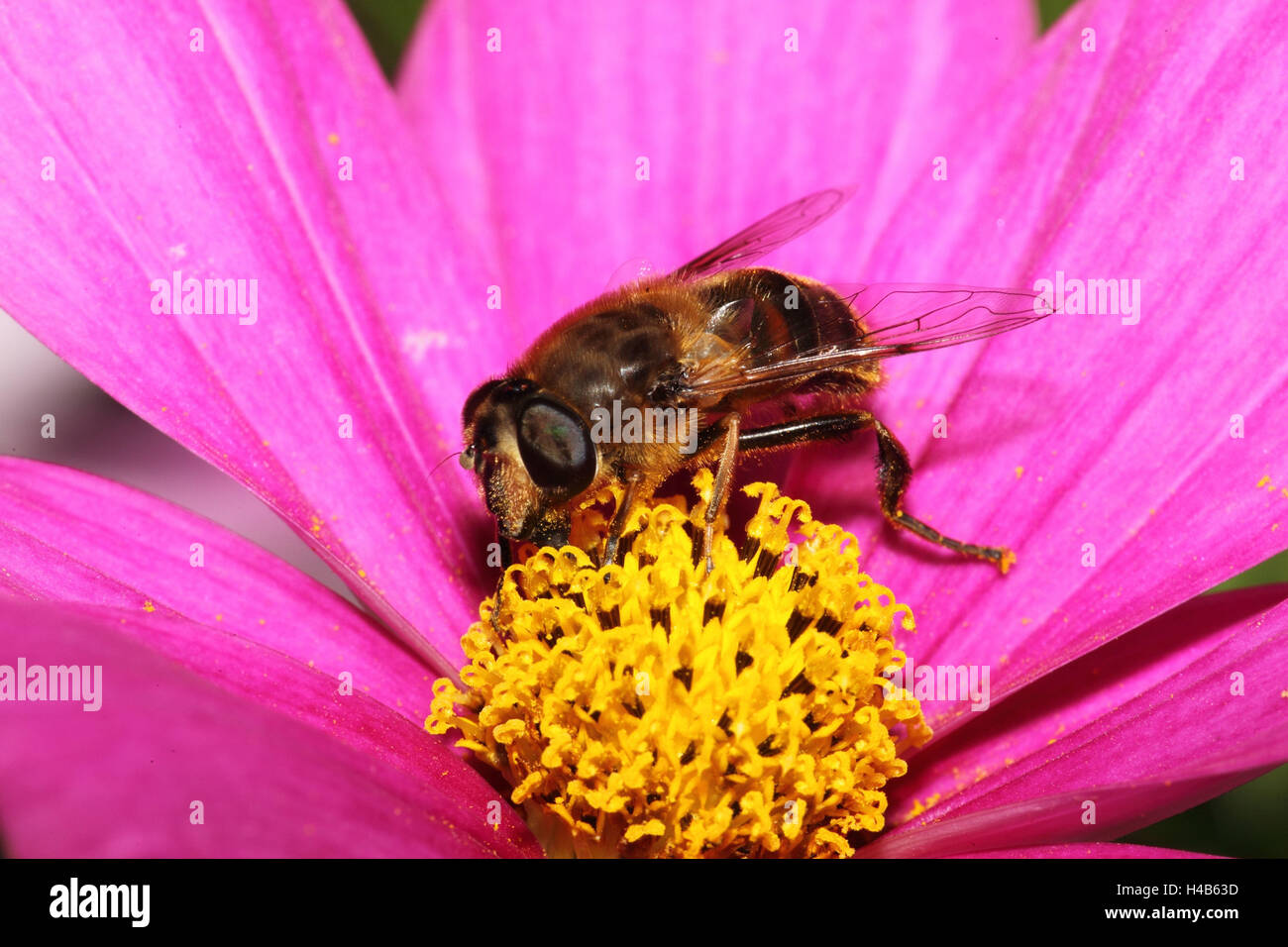 Dung Biene auf Blüte, Stockfoto