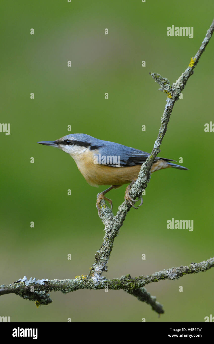 Kleiber Sitta Europaea, Baum, Stockfoto