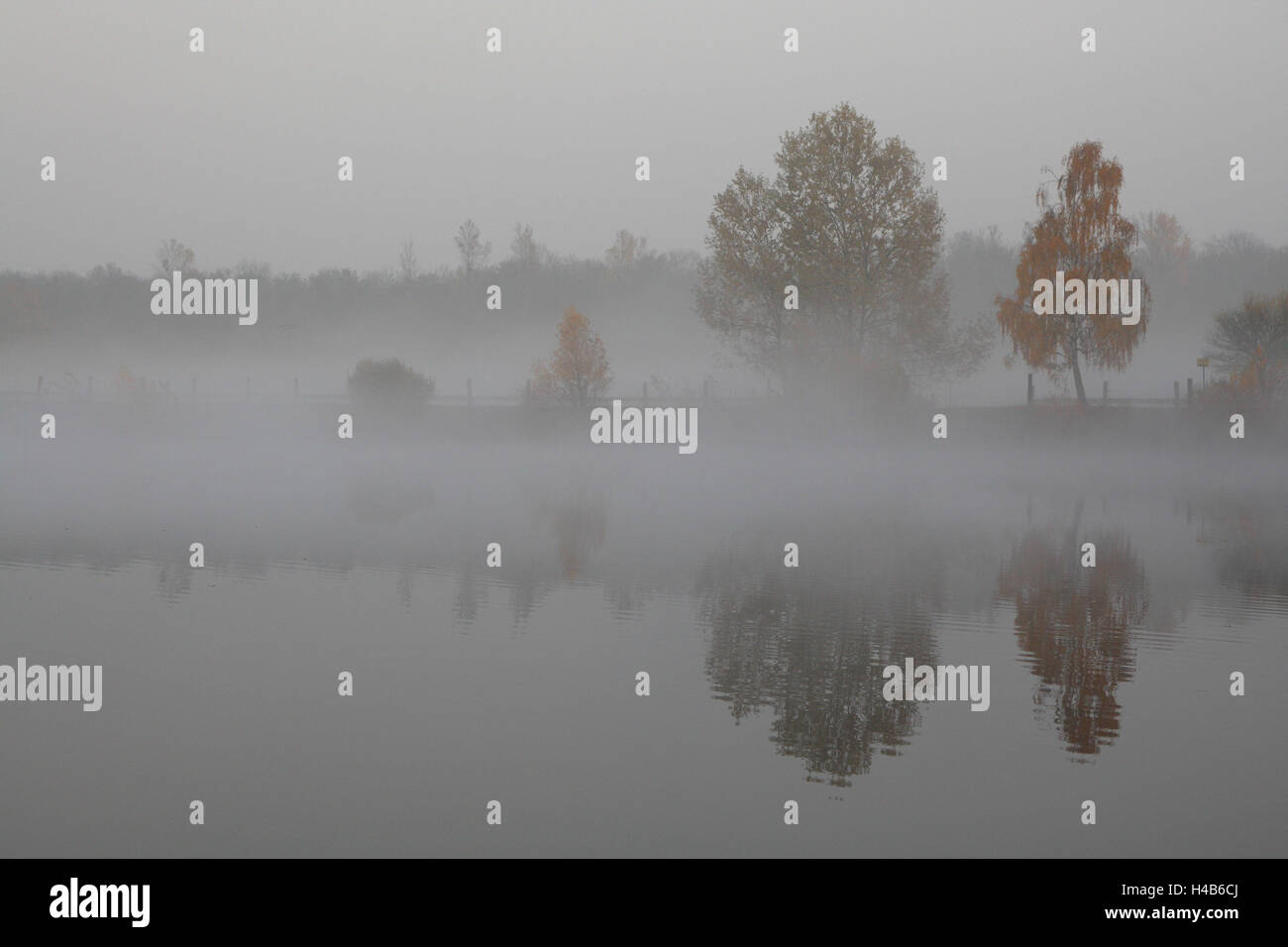 Nebel, See, Bäume, Herbst, Stockfoto