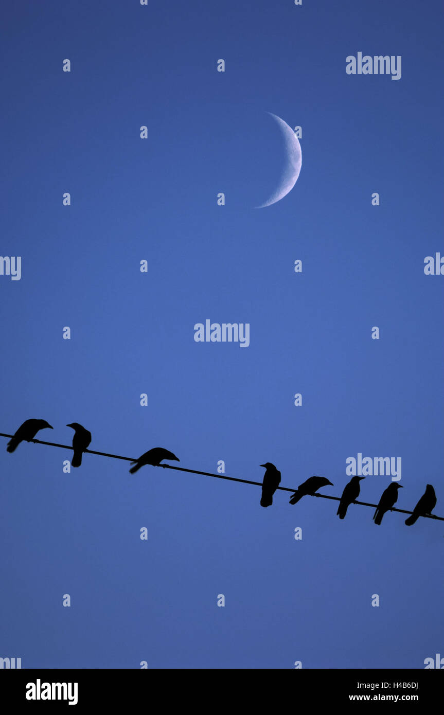 Vögel, Krähen, Kontur, in der Nacht, Mond, Stockfoto