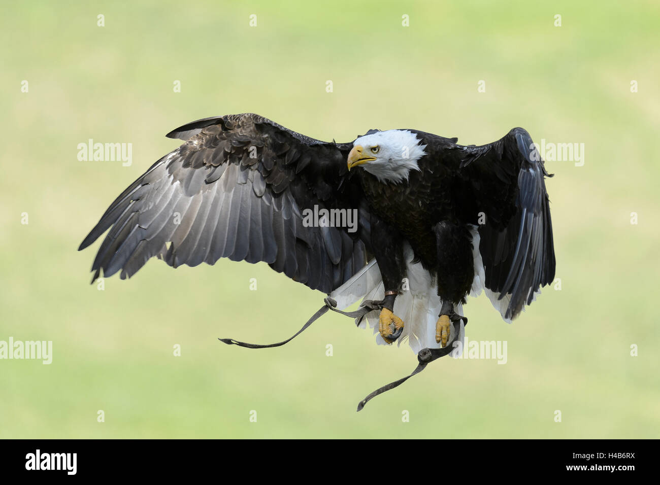 Adler im Flug, Haliaeetus Leucocephalus, Stockfoto