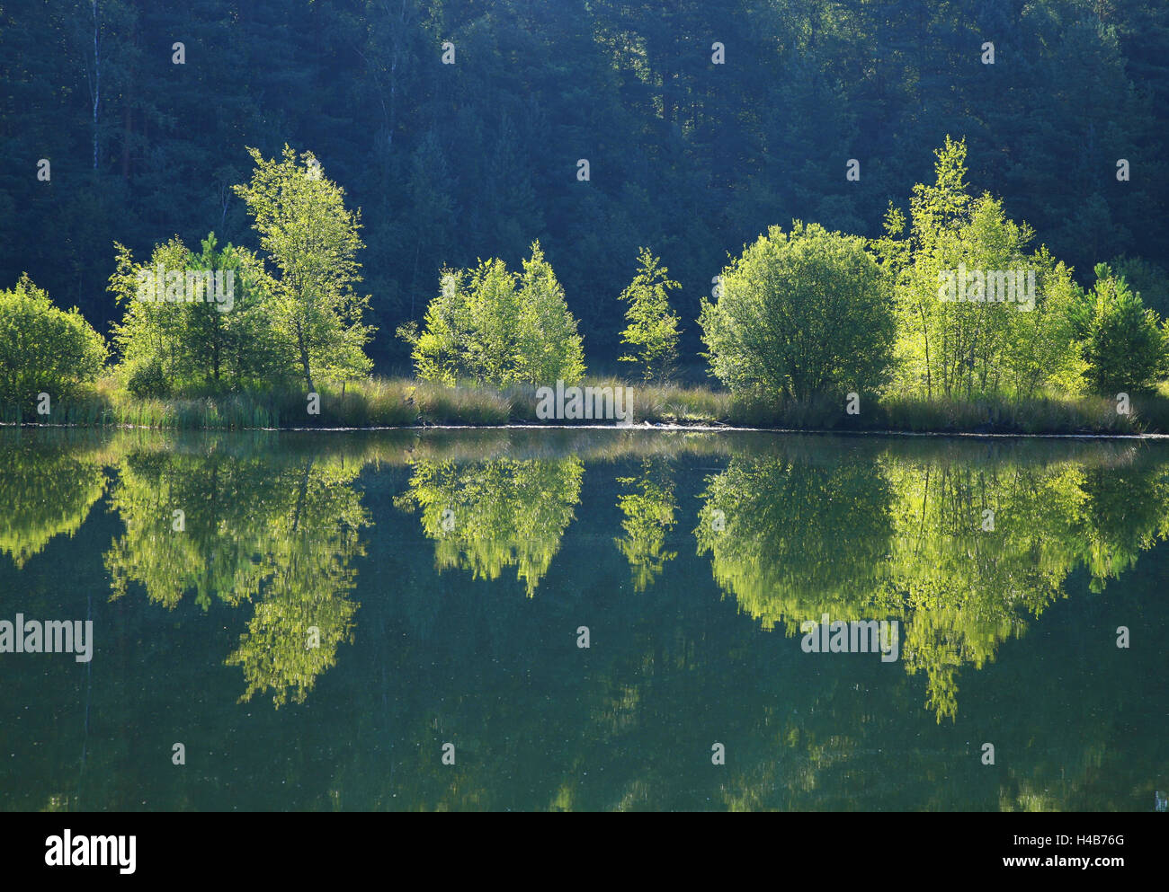 Bäume spiegeln sich ein See, der ehemalige Kieselgur Gruben in Neuohe im südlichen Moor in der Nähe Unterlüß Stockfoto