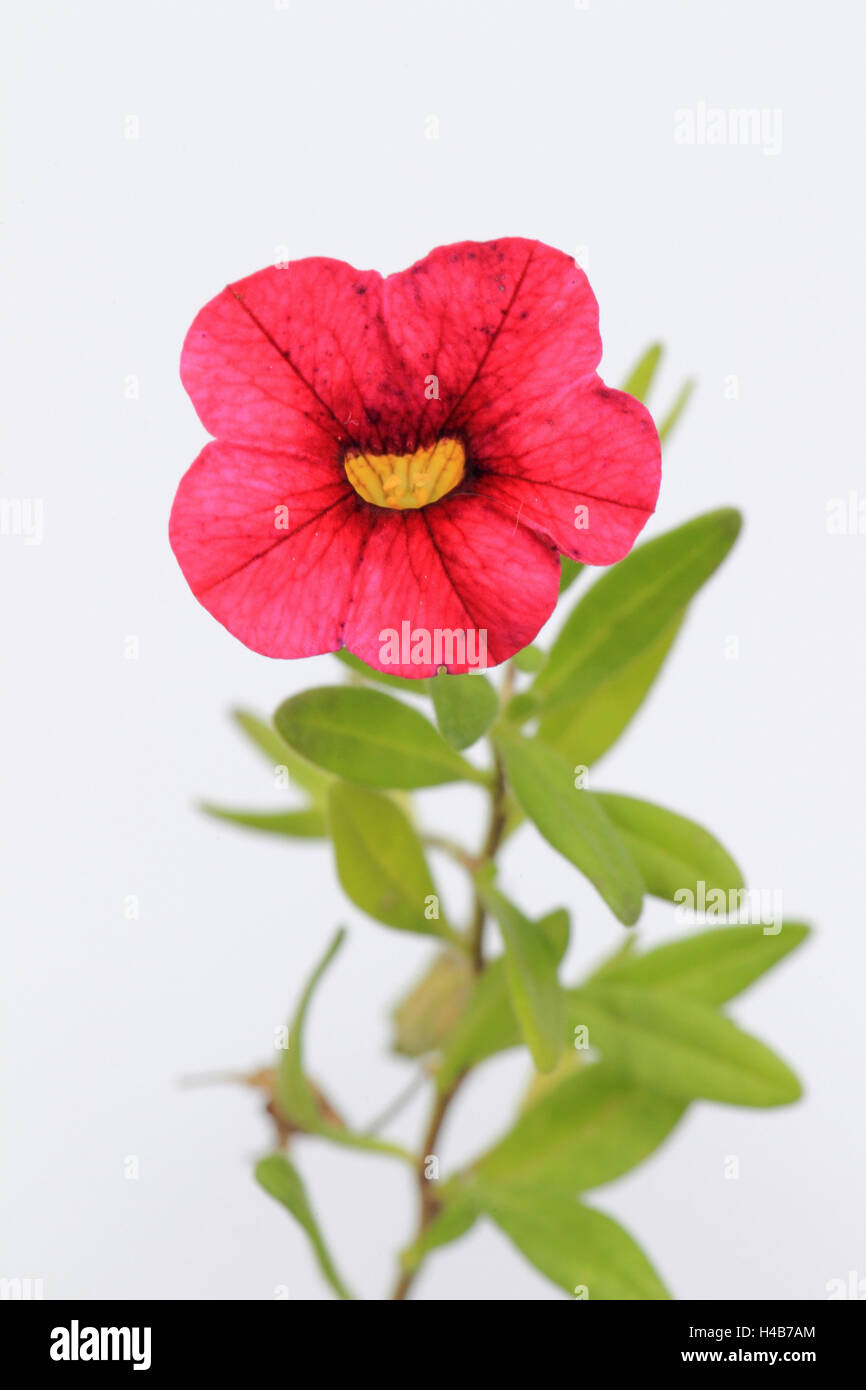 Calibrachoa, Blüte, Ausschneiden, Stockfoto