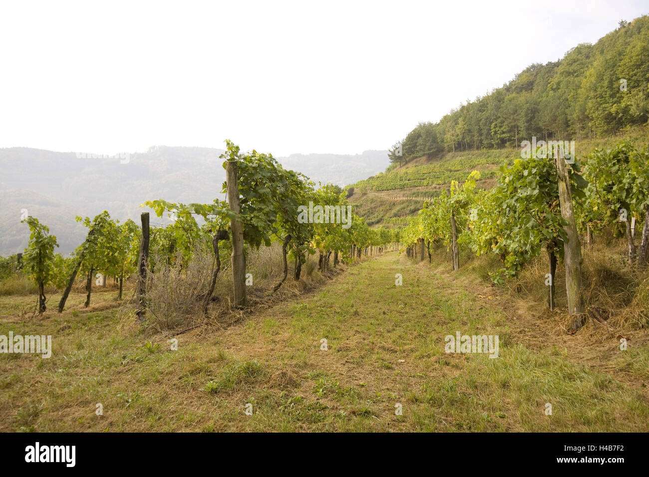 Weinbau-Region Wachau, Stockfoto