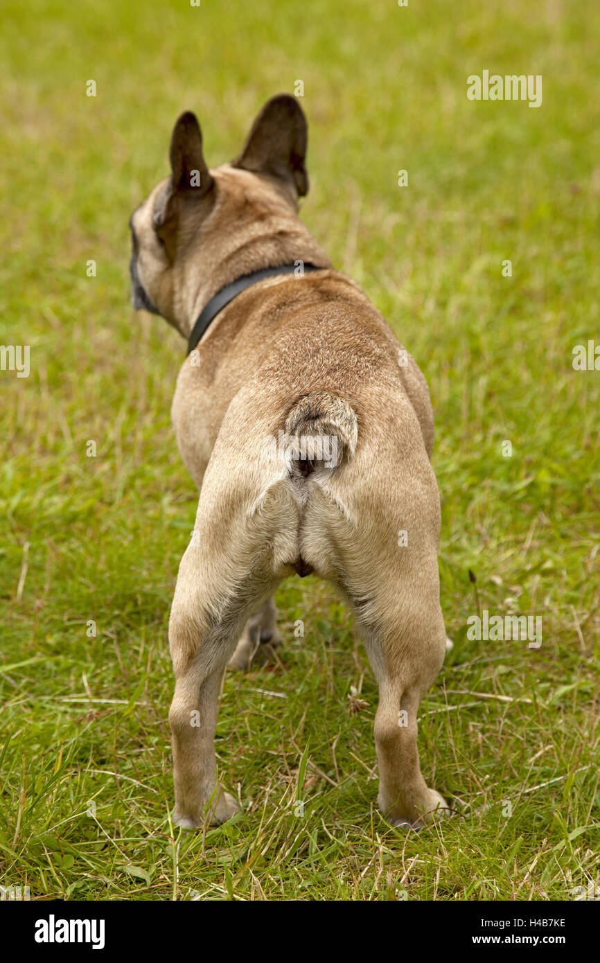 Hund, Bulldogge, Wiese, Rückansicht, Stockfoto