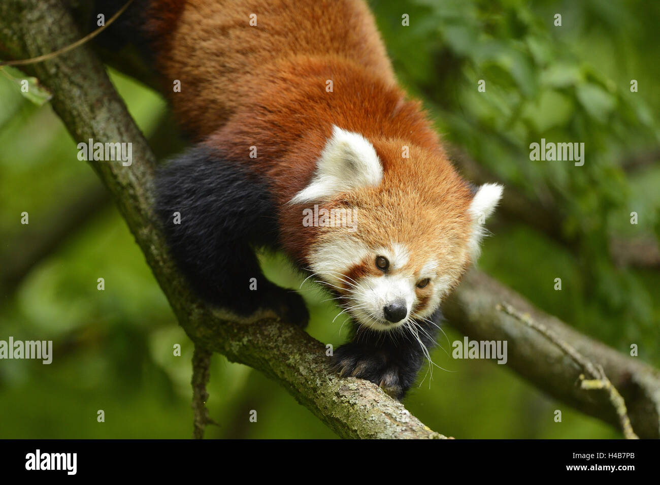 Kleine Panda Ailurus Fulgens, Baum, Klettern, Stockfoto