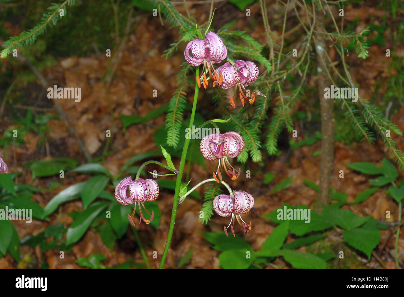 Turk Kappe Lilie, Lilium Martagon, Blütenstand, Waldrand, Stockfoto