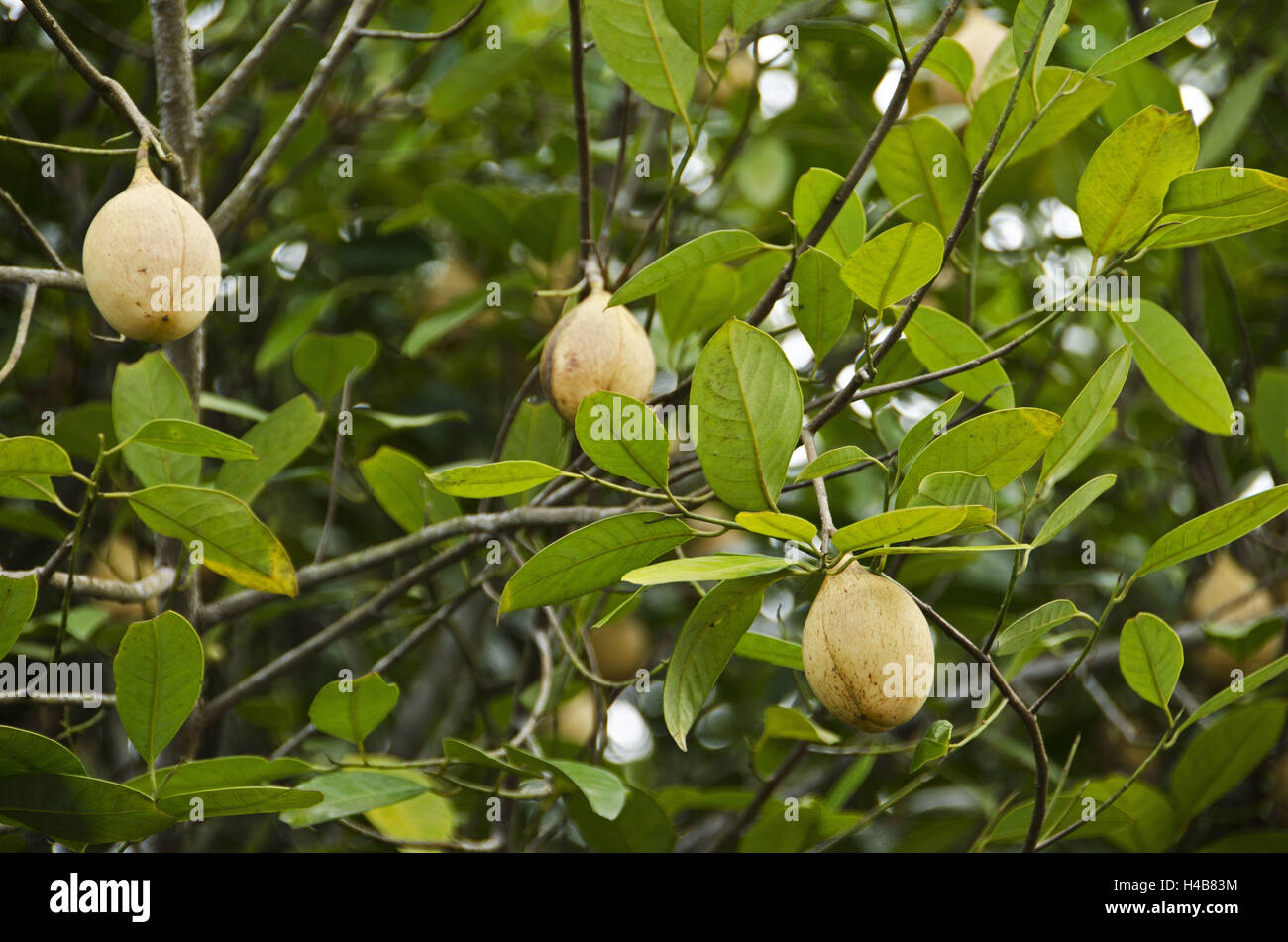 Karibik, Grenada, Muskatnuss Baum, Myristica Fragans Stockfotografie - Alamy