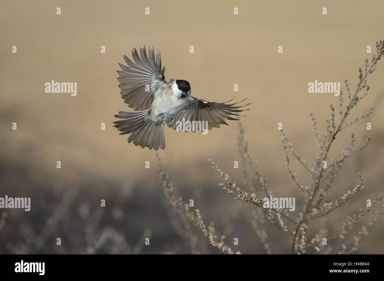 Marsh Meise, Poecile Palustris, im Flug Stockfoto