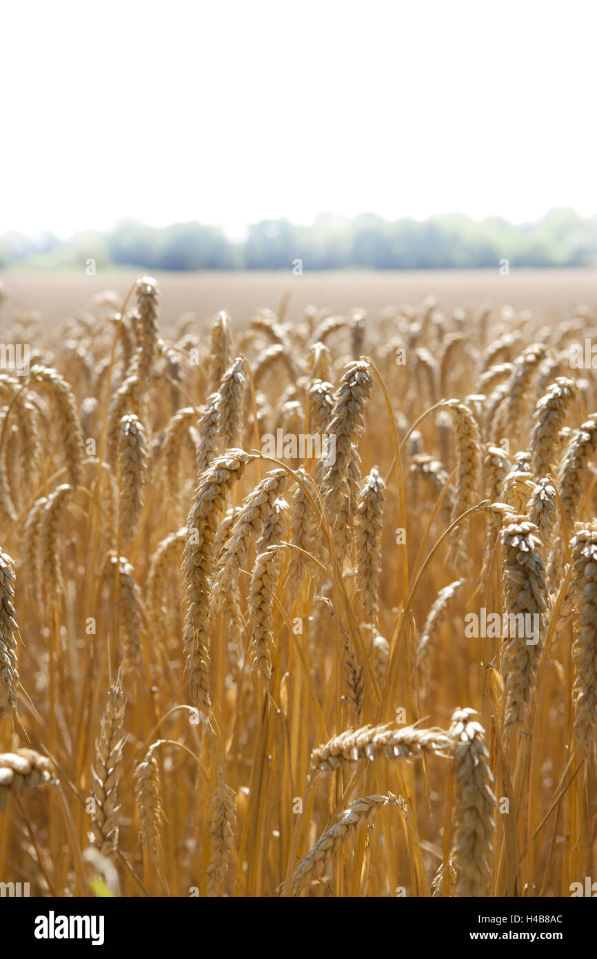 Korn-Ohren, mittlere close-up, Stockfoto