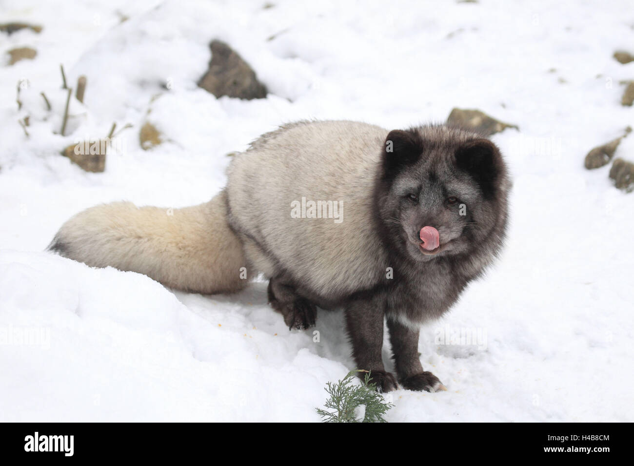 Eis-Fuchs im Winter, Stockfoto