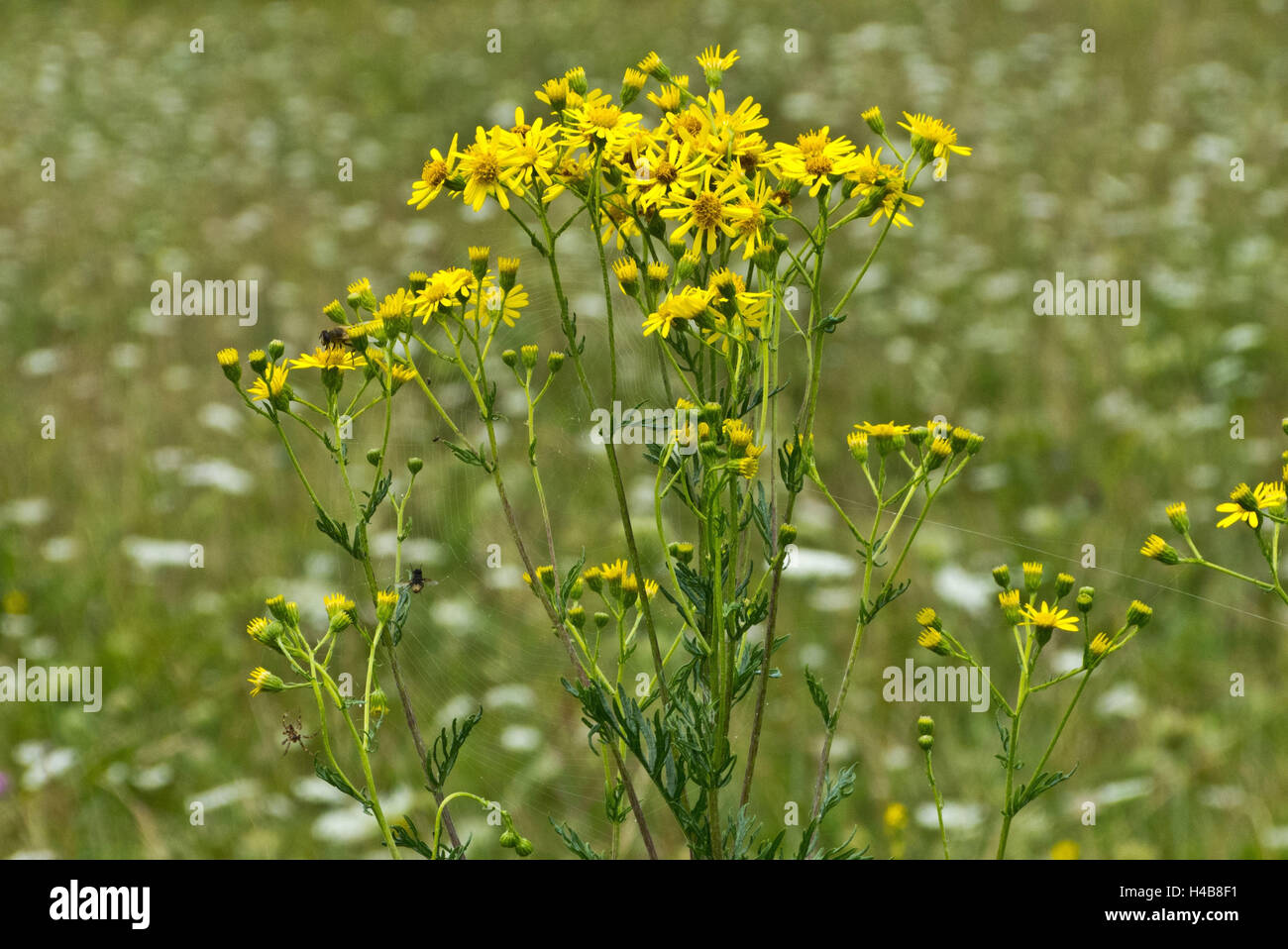 St James-Scharte, Blüte, Senecio Jacobaea, Stockfoto